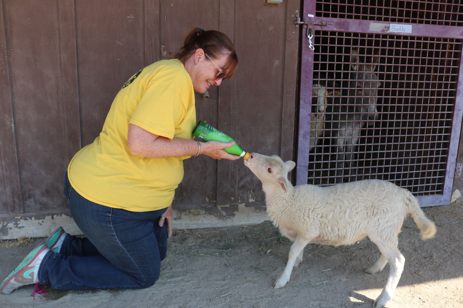 101421 Alisal Fire livestock 02